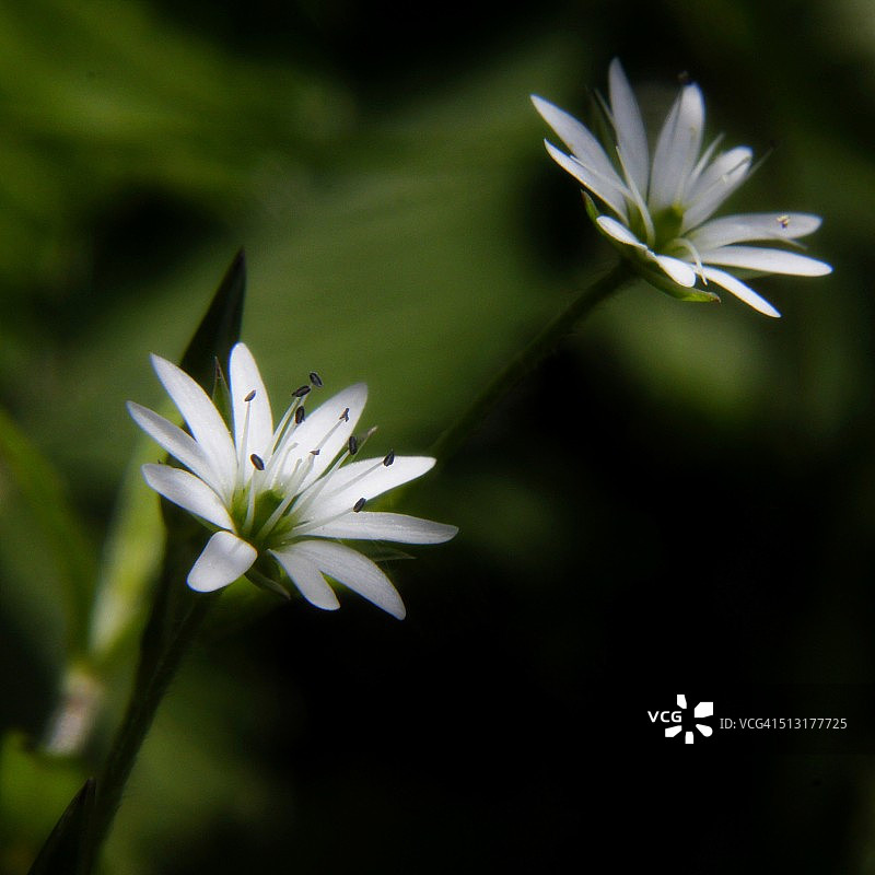 白色的花图片素材