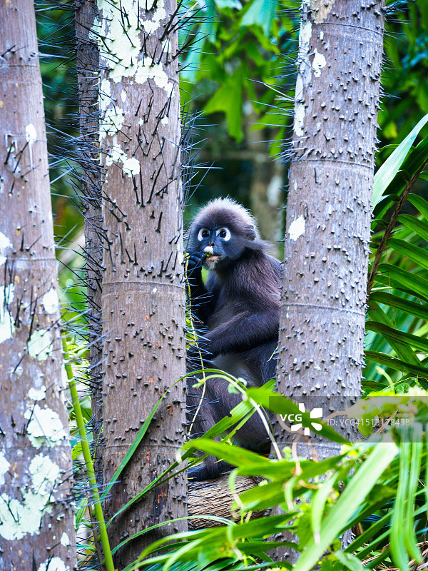 马来西亚兰卡威岛森林中的暗色叶猴图片素材