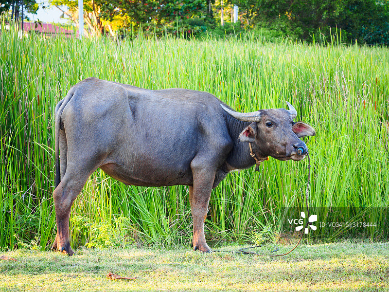 站在稻田旁边的水牛图片素材