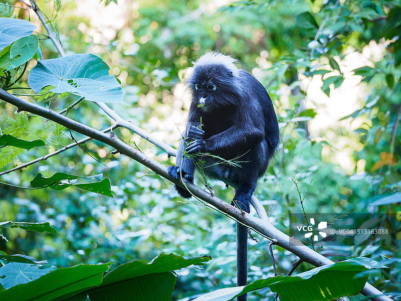 马来西亚兰卡威岛食用竹叶的戴帽叶猴图片素材