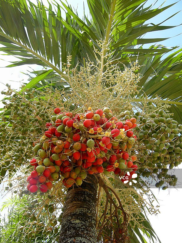 棕榈树色彩图片素材