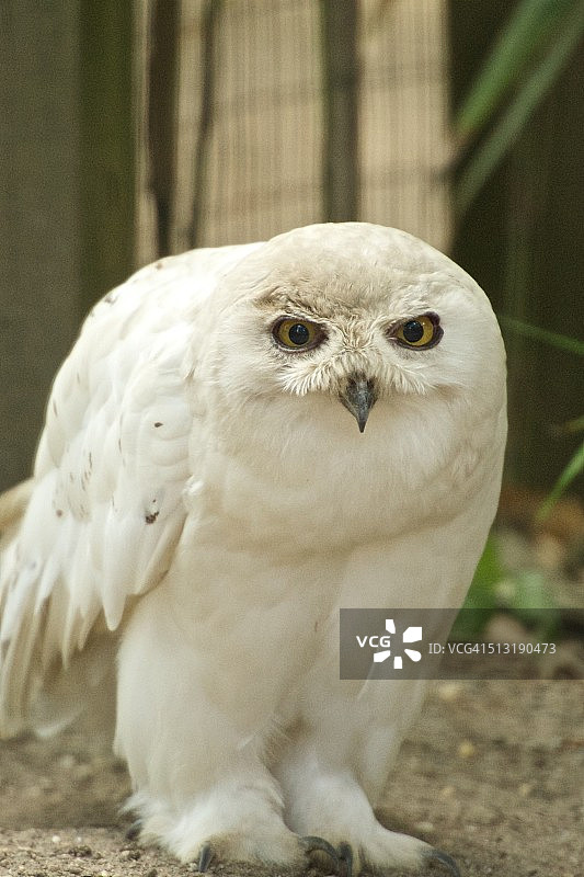 愤怒的小鸟图片素材