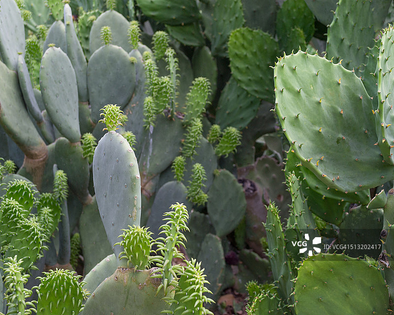 德克萨斯州仙人掌图片素材
