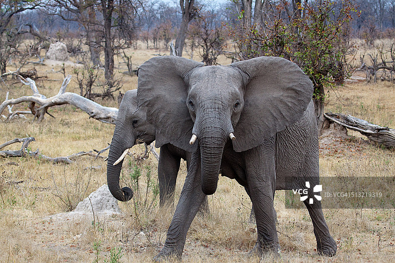 两头大象图片素材