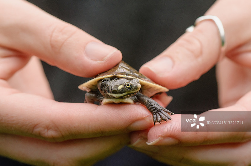 女人手中的宠物小短颈龟图片素材