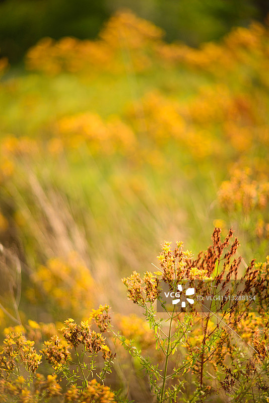 日落时田野中的圣约翰草图片素材