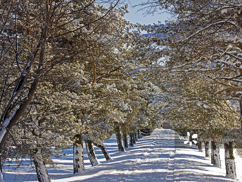 常绿树木中的冬季车道图片素材