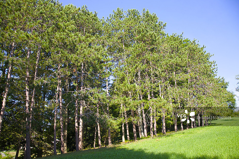 排列在绿草空地上的常绿植物图片素材