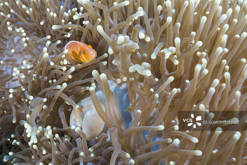 粉红色的臭鼬小丑鱼和海葵图片素材