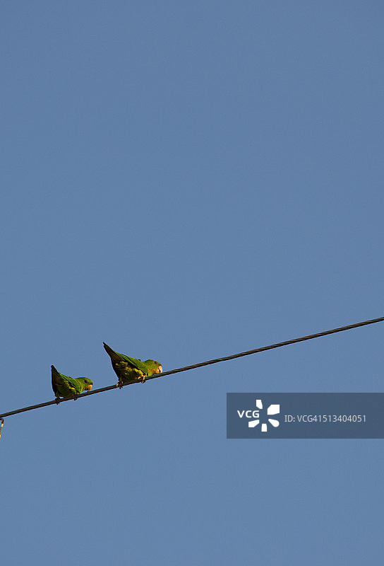 电线上的鸟类图片素材