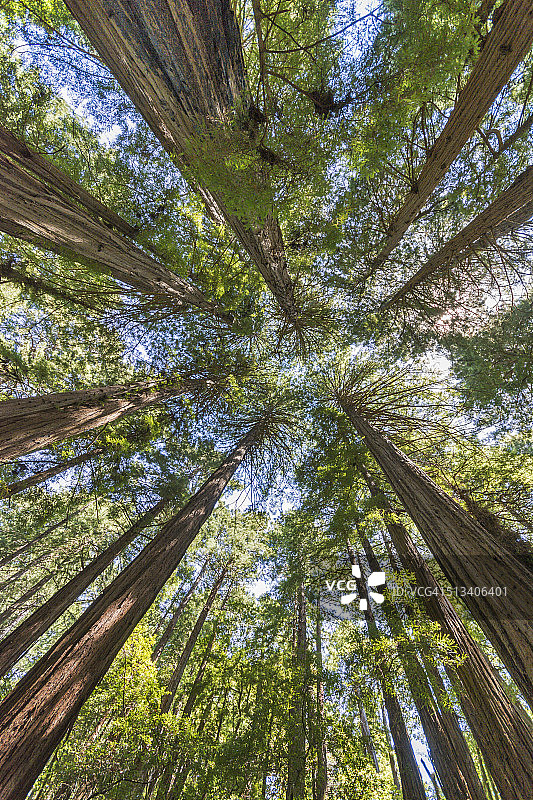 美国加利福尼亚州马林县图片素材