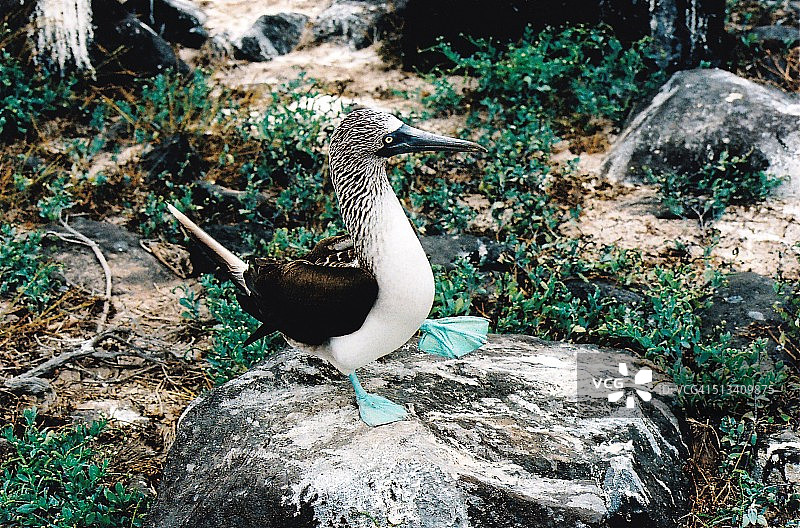 蓝脚鲣鸟之舞图片素材