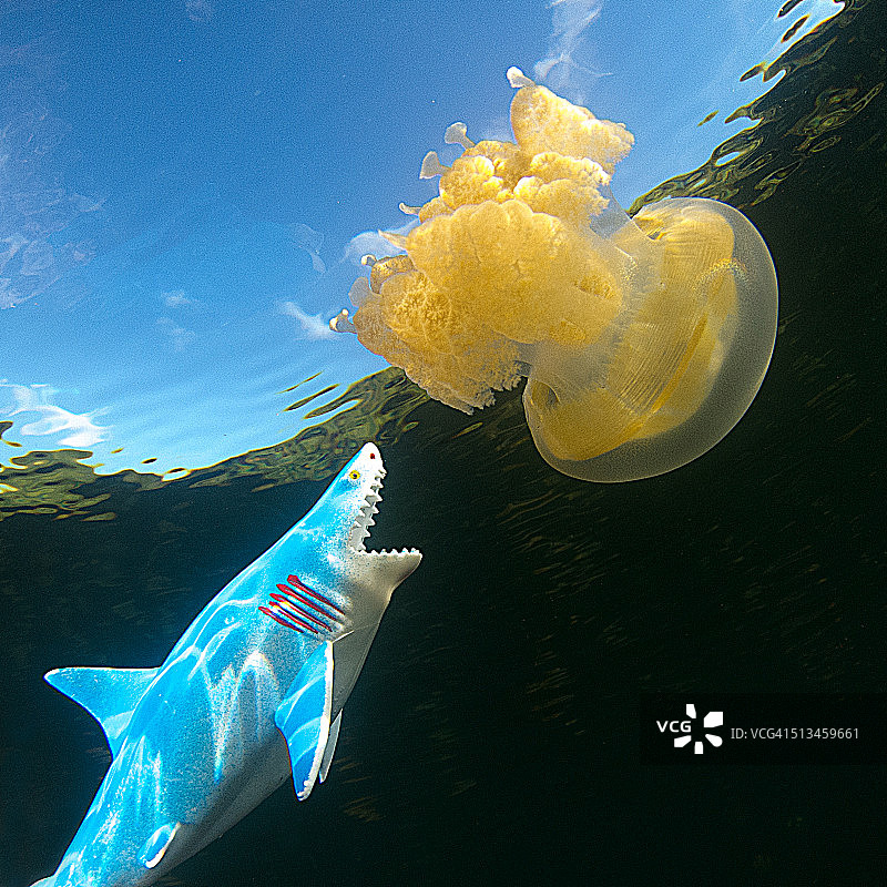 帕劳群岛水母湖图片素材