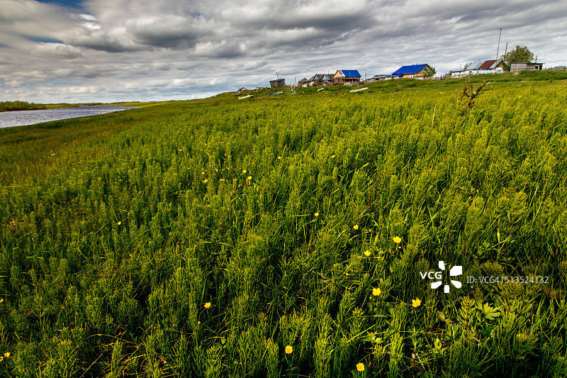 俄罗斯涅涅茨自治区乌斯季耶村郊外的问荆图片素材