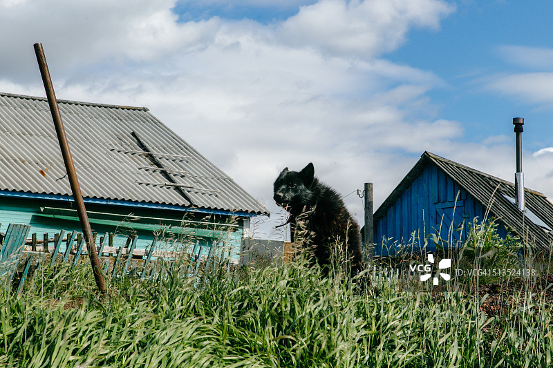 涅涅茨自治区乌斯季耶村郊外的看门狗图片素材