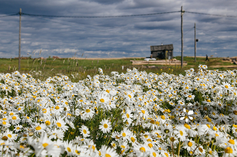 俄罗斯涅涅茨自治区乌斯季耶村美丽的雏菊花田图片素材