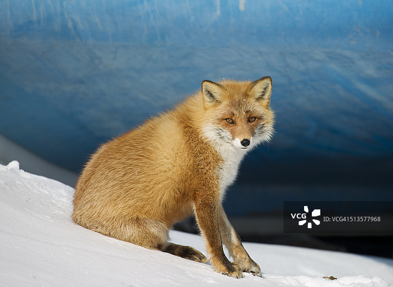 红狐狸在雪地里对着船摆姿势图片素材