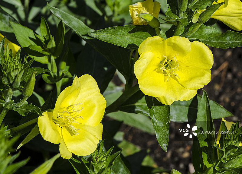 月见草图片素材