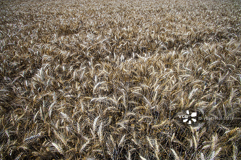 等待收割的麦田图片素材