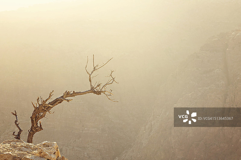 孤独的树图片素材