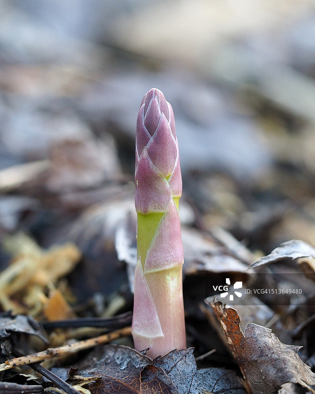 生长中的芦笋矛图片素材