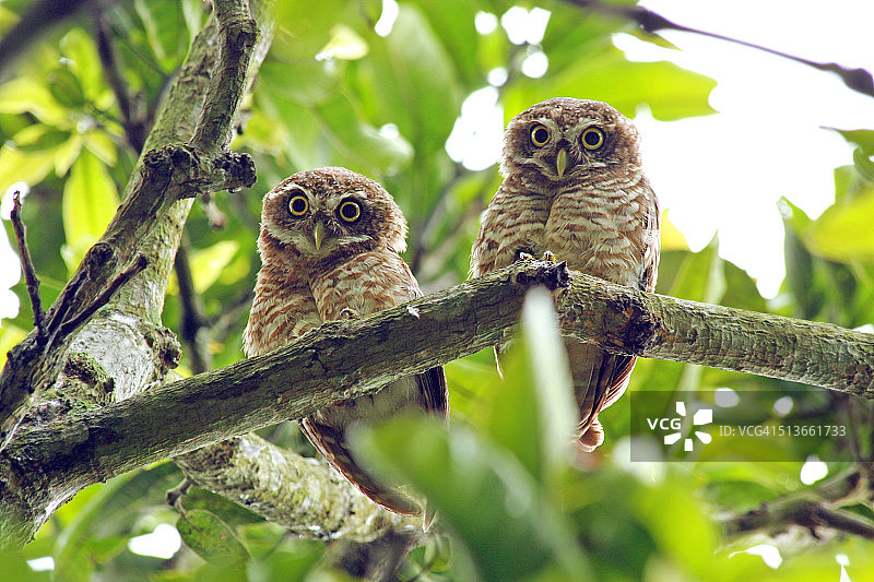 斑点猫头鹰图片素材