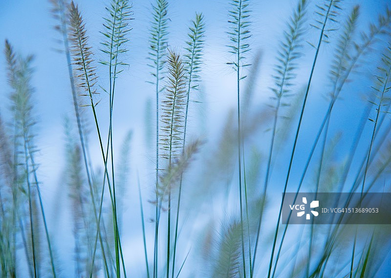 伸向草地图片素材