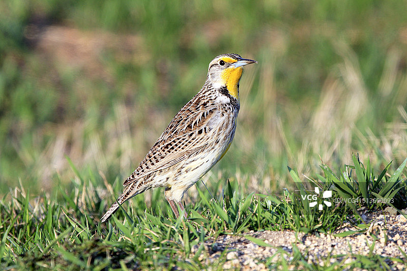 西方草地鹨图片素材