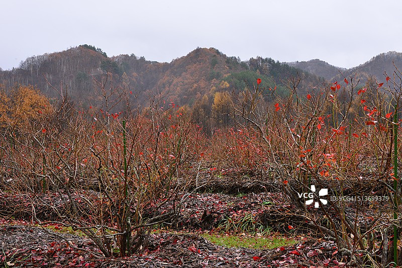 日本中部开田高原的秋色图片素材