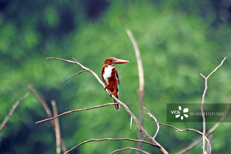白胸翡翠图片素材
