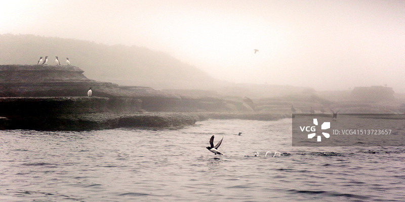 鹦鹉岛明岸图片素材