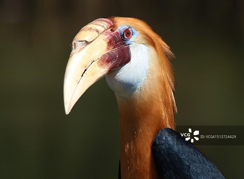 雄性盔犀鸟图片素材