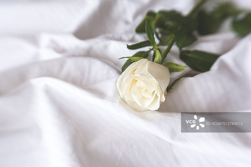 白玫瑰图片素材