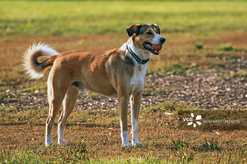 正在衔取的柯利犬图片素材