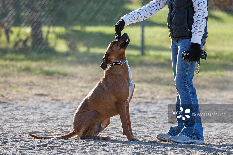 服从训练图片素材
