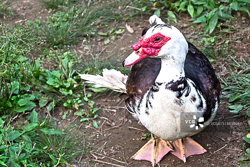 奇怪的鸭子图片素材