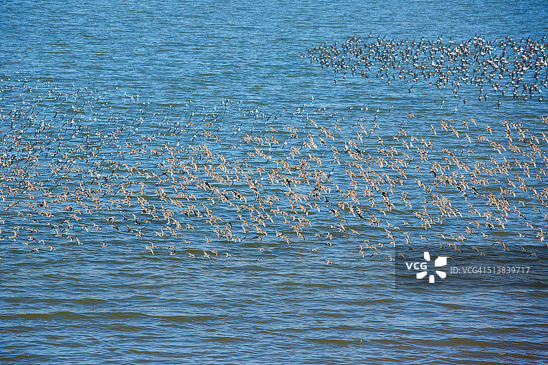飞行中的半蹼鹬图片素材