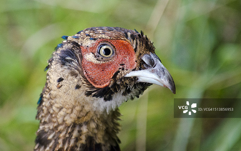 年轻的野鸡图片素材