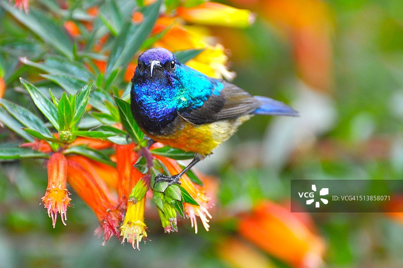 变色太阳鸟图片素材