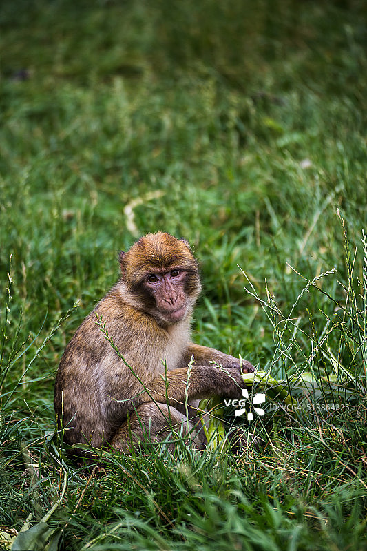 草地上的巴巴里猕猴图片素材