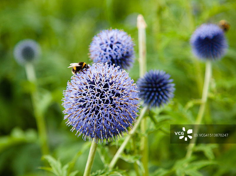 装饰性洋葱（葱属栽培品种）与蜜蜂图片素材