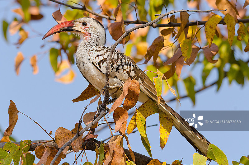 达马拉弯嘴犀鸟图片素材