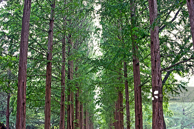 在森林里图片素材