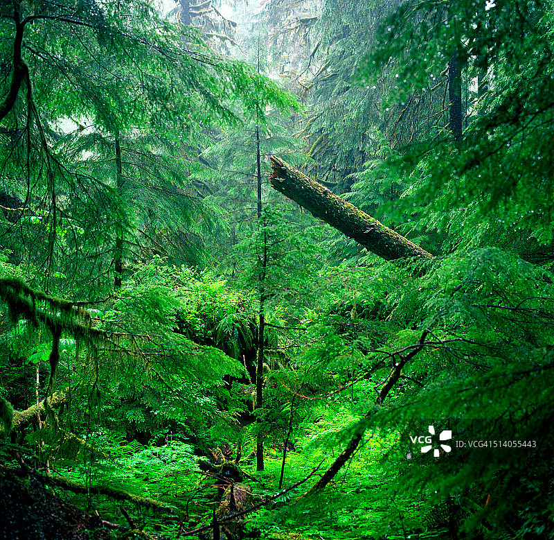 奥林匹克荒野中的倒树图片素材