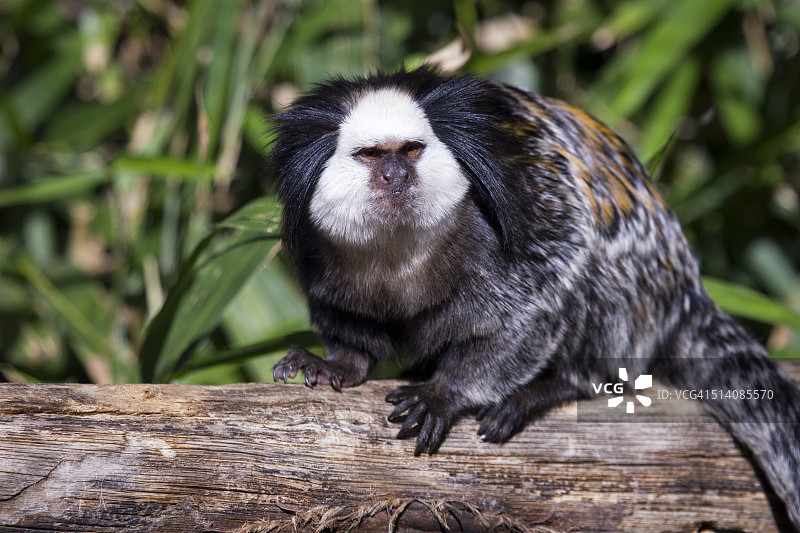 赤尾伶猴图片素材