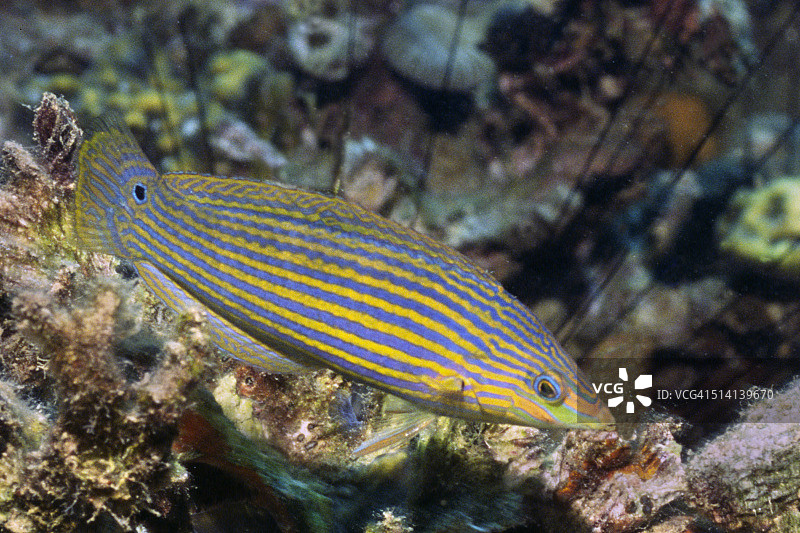 尾斑龙图片素材