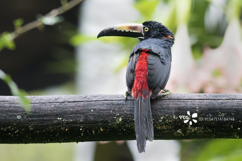 领噪鵎鵼图片素材
