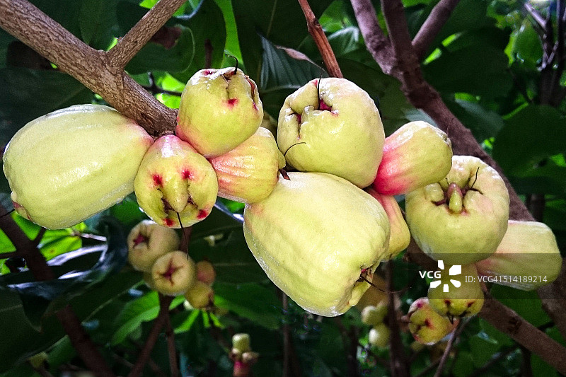 白蒲桃图片素材