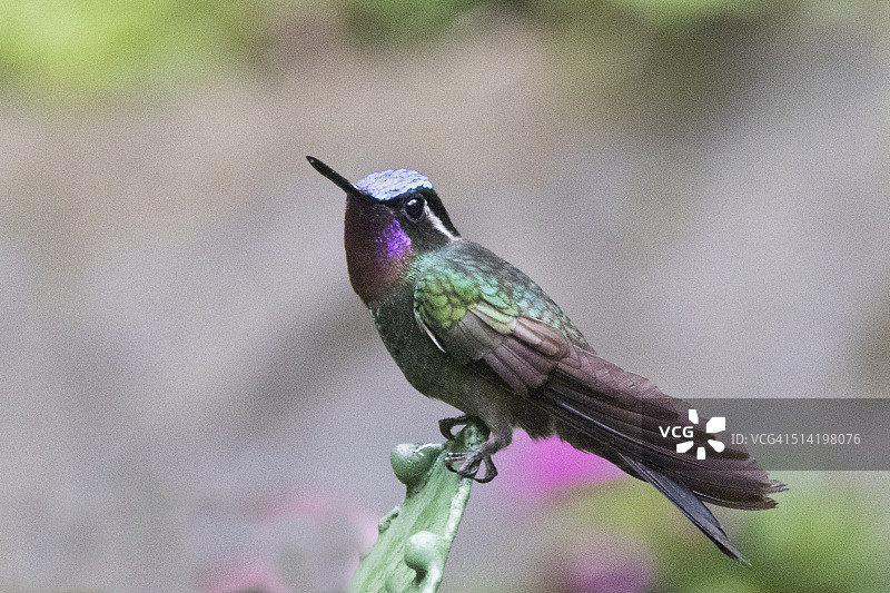 紫喉山宝石蜂鸟（雄性）图片素材