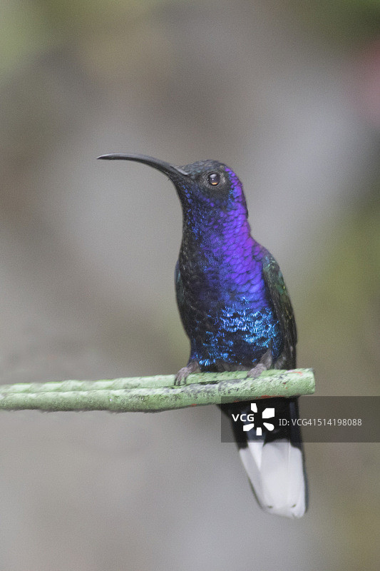 雄性紫剑蜂鸟图片素材